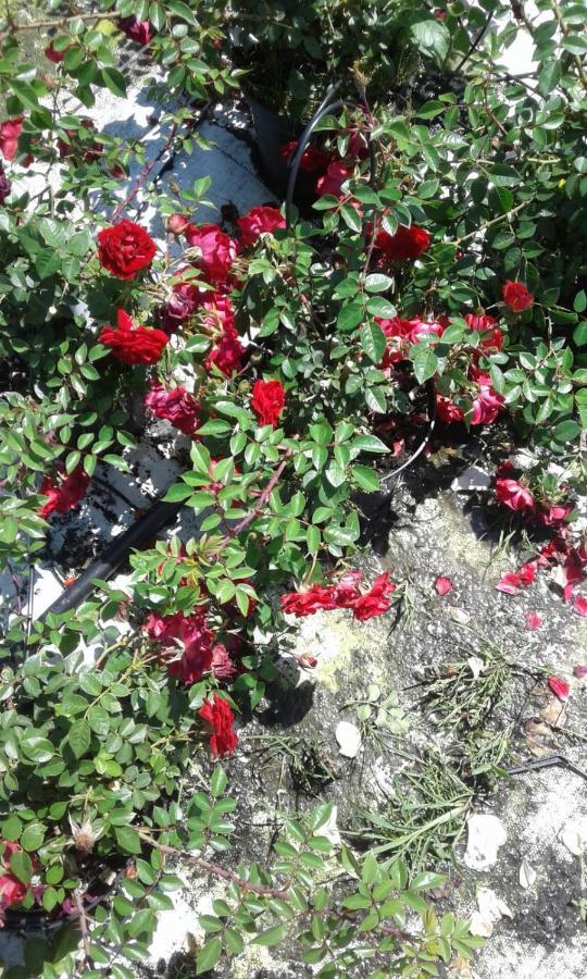 فيلا Bio-Bauernhof Anawander Mariahof المظهر الخارجي الصورة